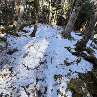 急斜面は雪が残ってます。こんな斜面が続き鞍部へと下っていく。