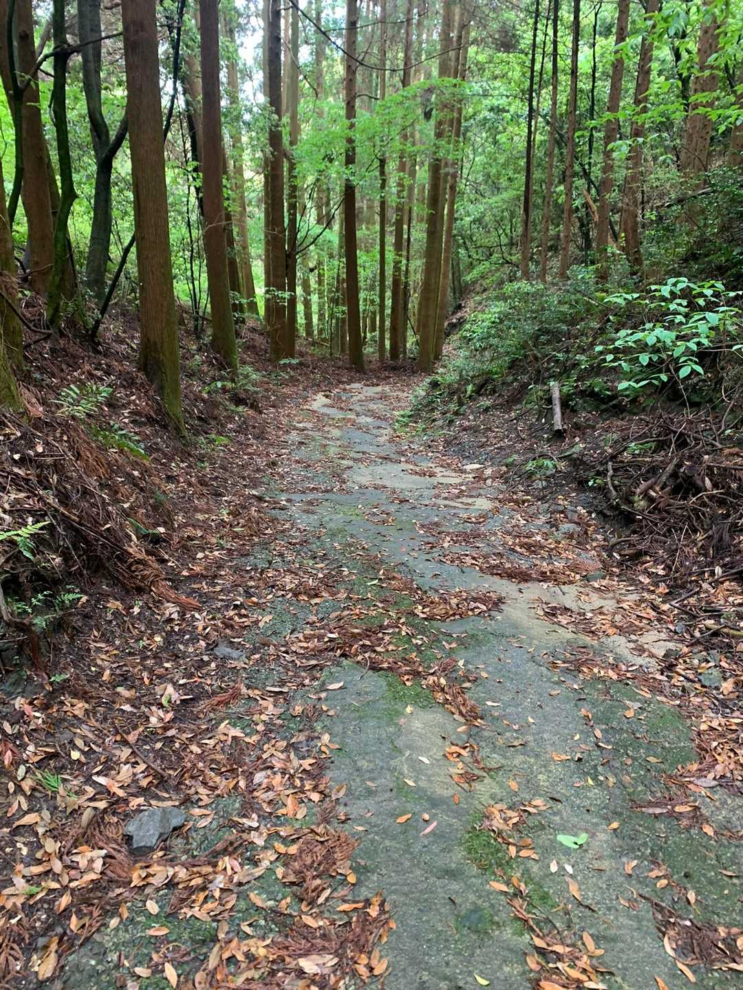 雨の後なので恐ろしく滑ります
石、岩、落ち葉、苔、木の根😱