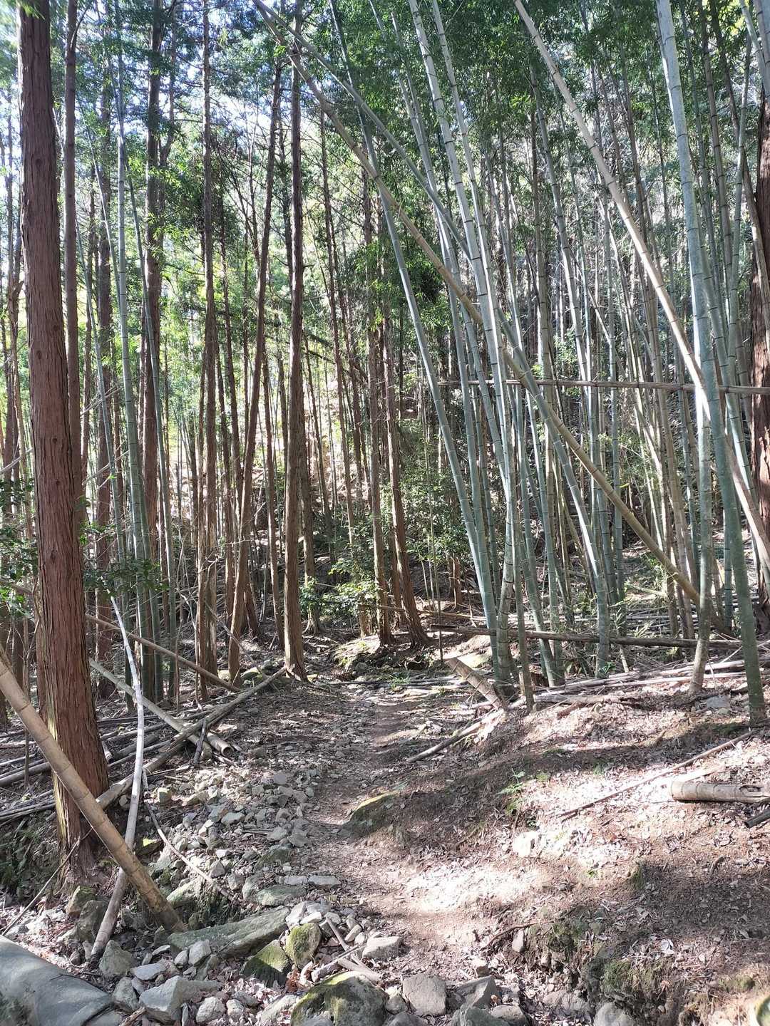 城山登山口-城山-葛城山登山口-背面登山口-発端丈山 周回コースの写真