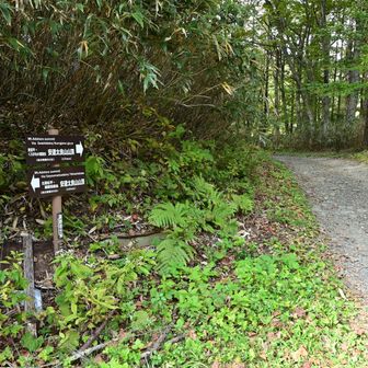 薬師岳分岐まで戻ってきました