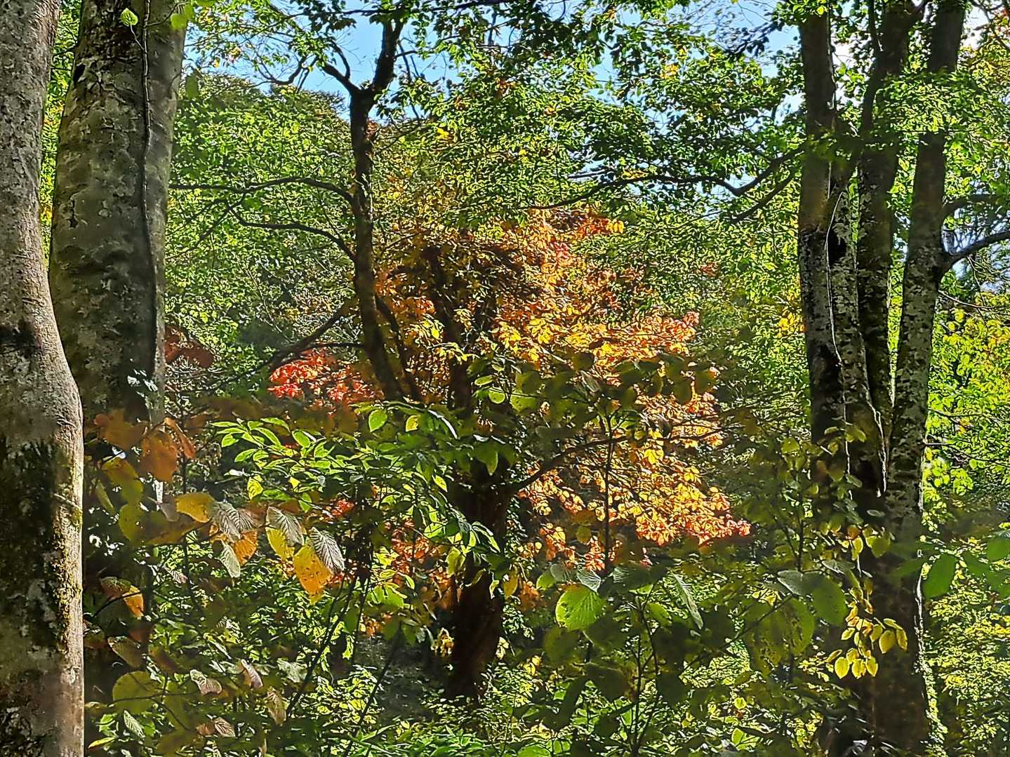森の中で絵のような紅葉✨🍂🍁