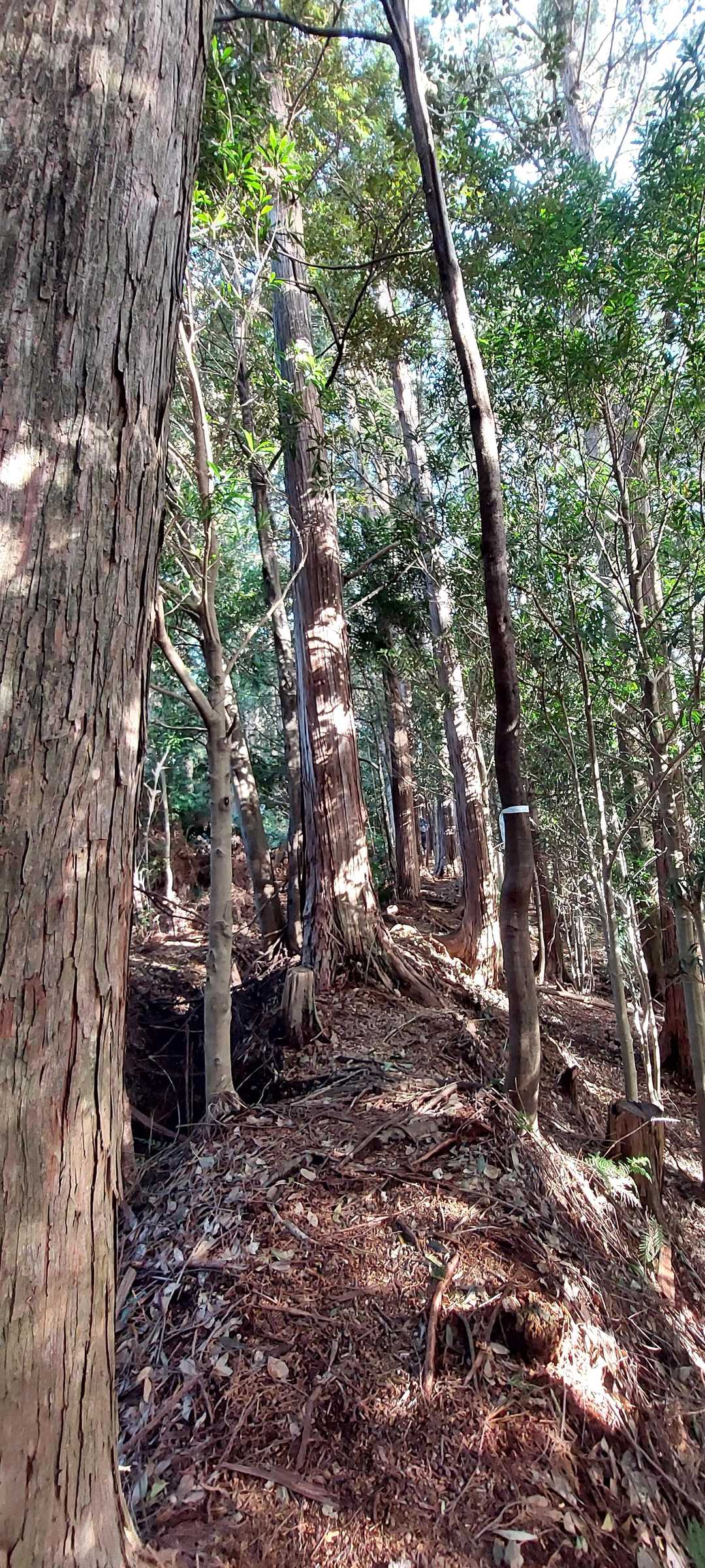 痩せた尾根道で歩きにくい(白いリボン)
