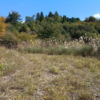 人があまり通らないのだろう
ワイルドな道が多い。。。