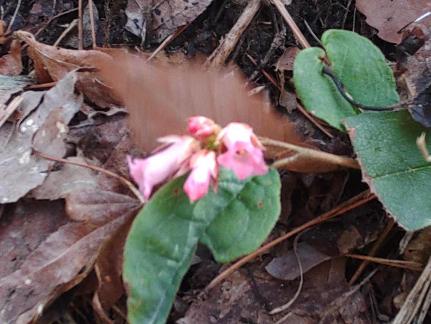 イワナシの花も先だしています。