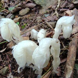 カラス落と荒宿荘の間。
遠くにギンリョウソウっぽいのが見えたので近付いたらめっちゃ大きくてビックリでした😳
(写真じゃ分かりませんね🤣)

Google先生によるとギンリョウソウモドキ(別名：アキノギンリョウソウ)だそうです。