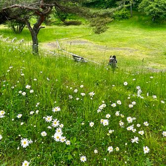 白い花が沢山咲いててメルヘンチックにゃん❣️☺️☺️