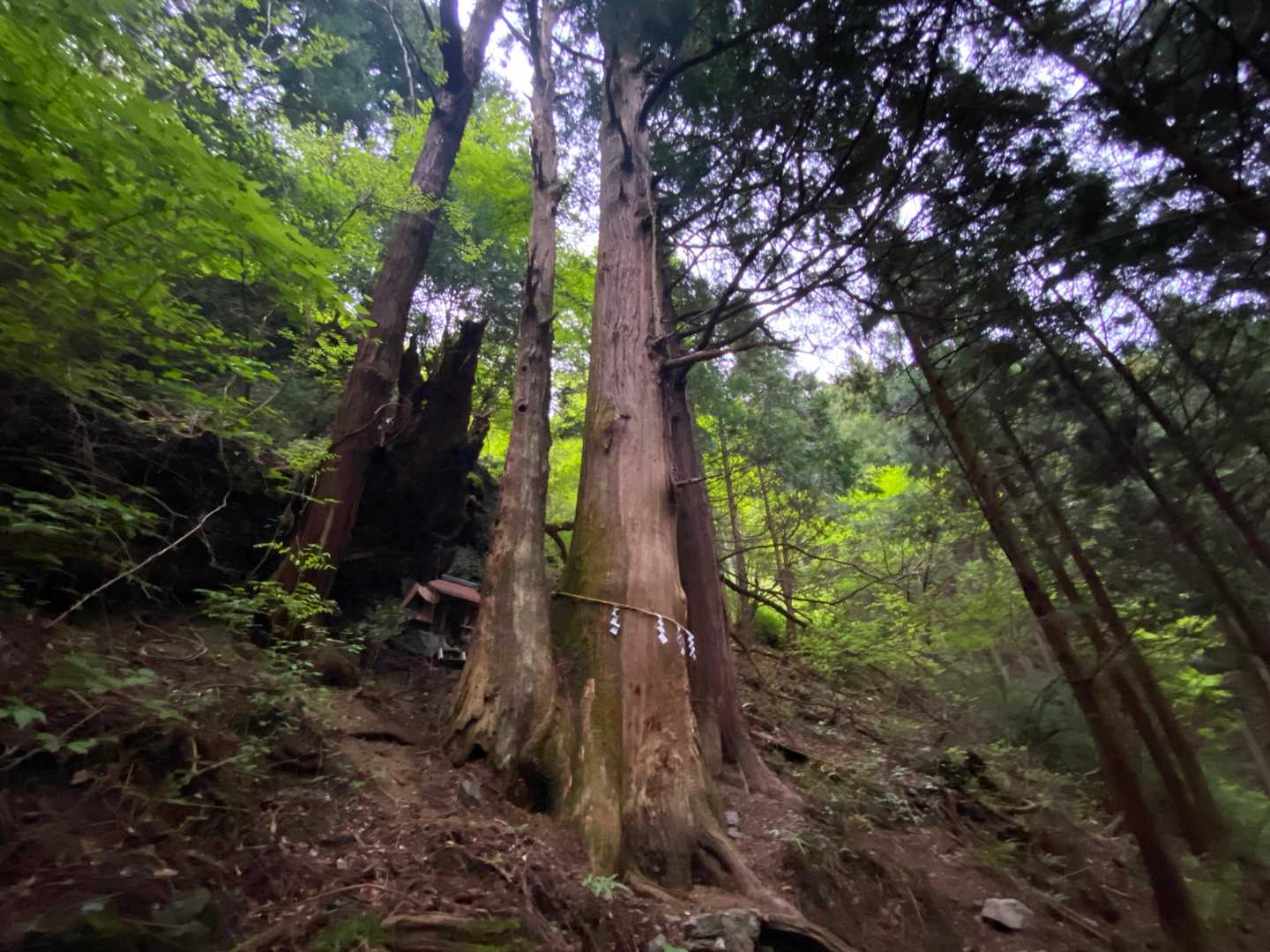 雨予報だったのでスマホで写真です。
何かボケてんだよなぁ😅