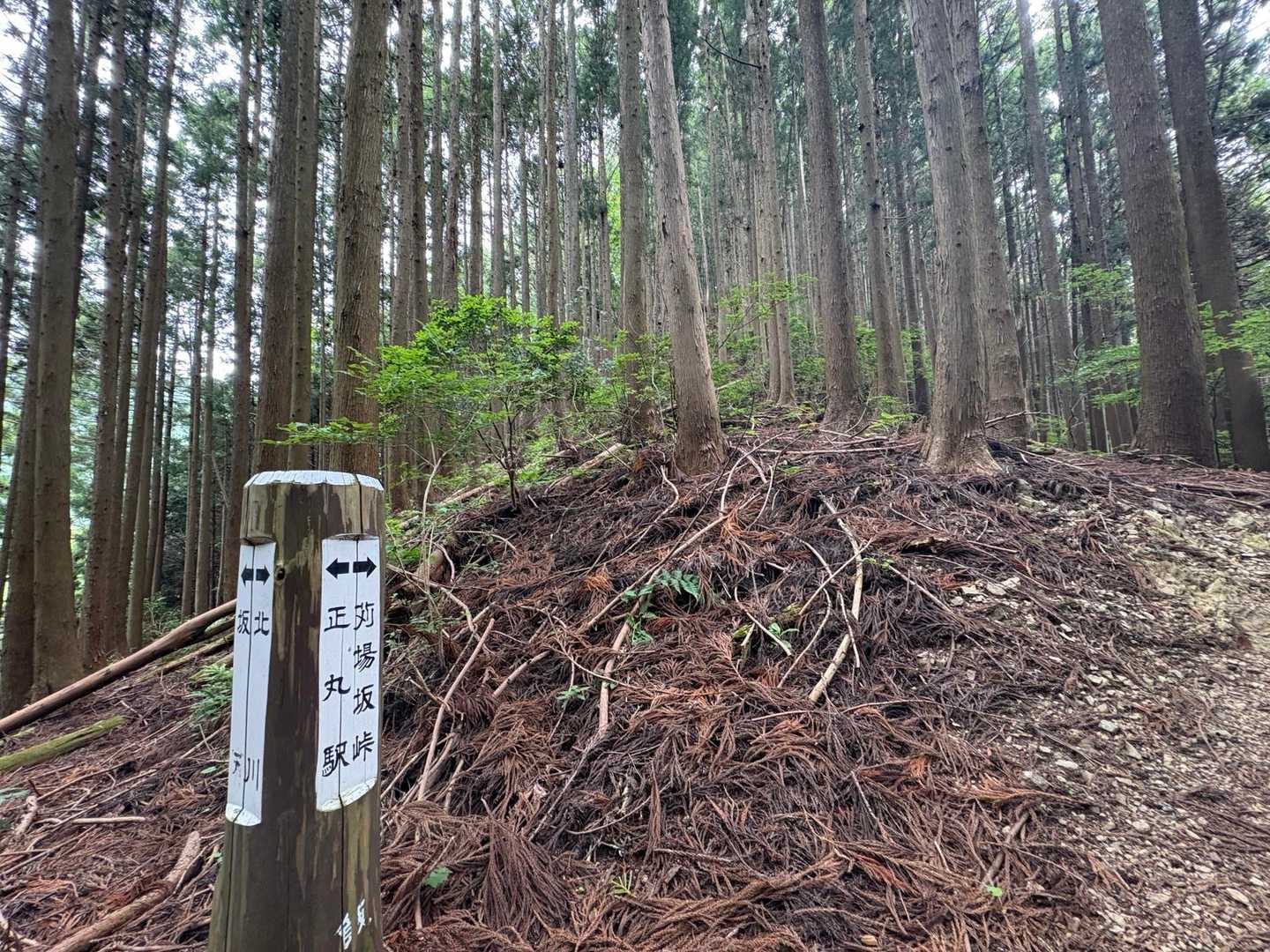 んで、ココから激登り