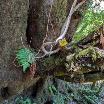 【50】
大株歩道入口からカウントアップされここが最終の50
50m間隔で設置されています。(2500m区間)

と、言うことは到着
って事よね🙌✨