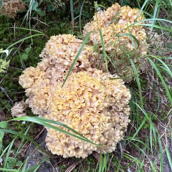足元にボールみたいな大きなキノコ🍄