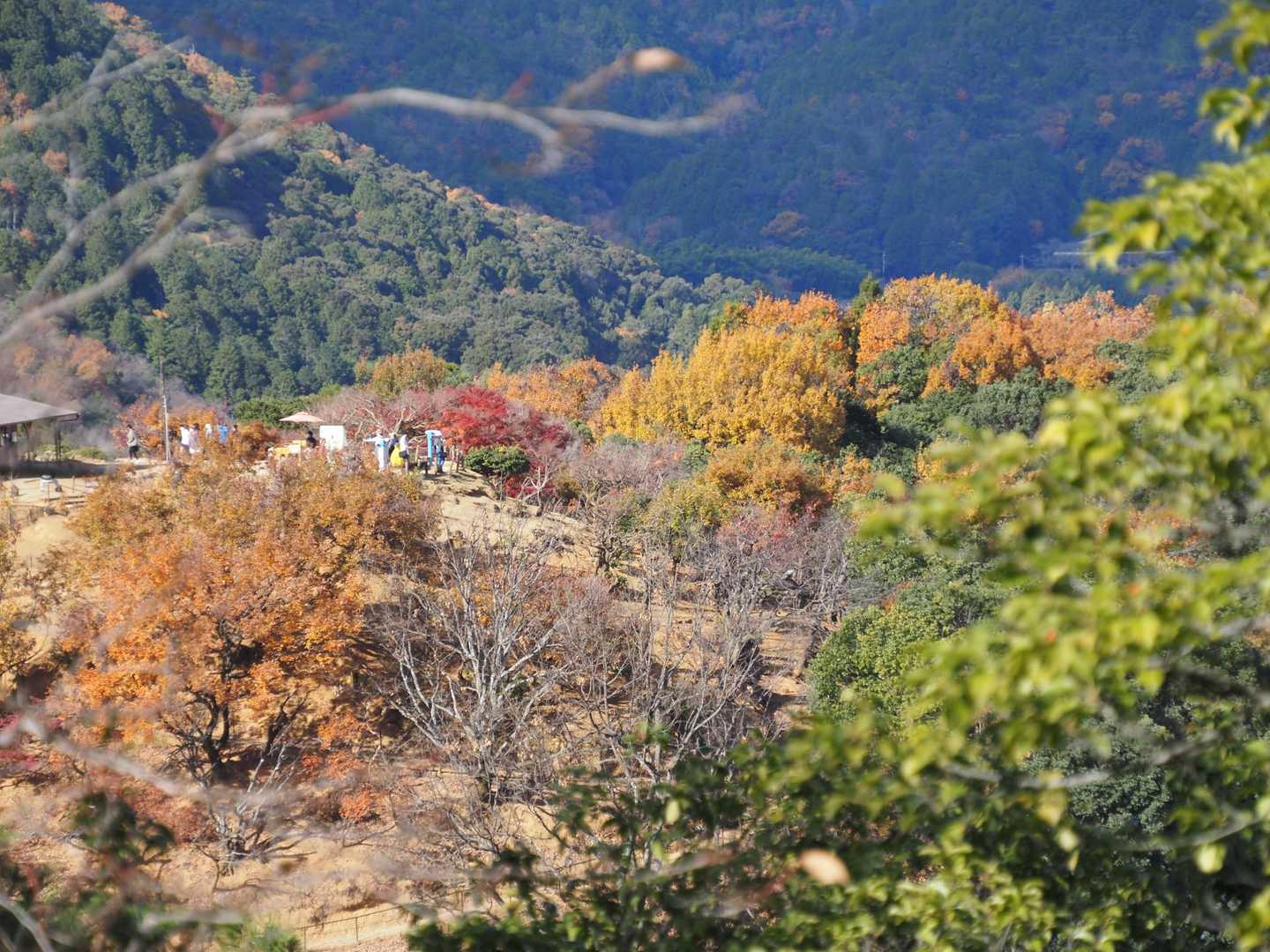 阪急嵐山駅-松尾山-苔寺・すず虫寺-上桂駅 縦走コースの写真