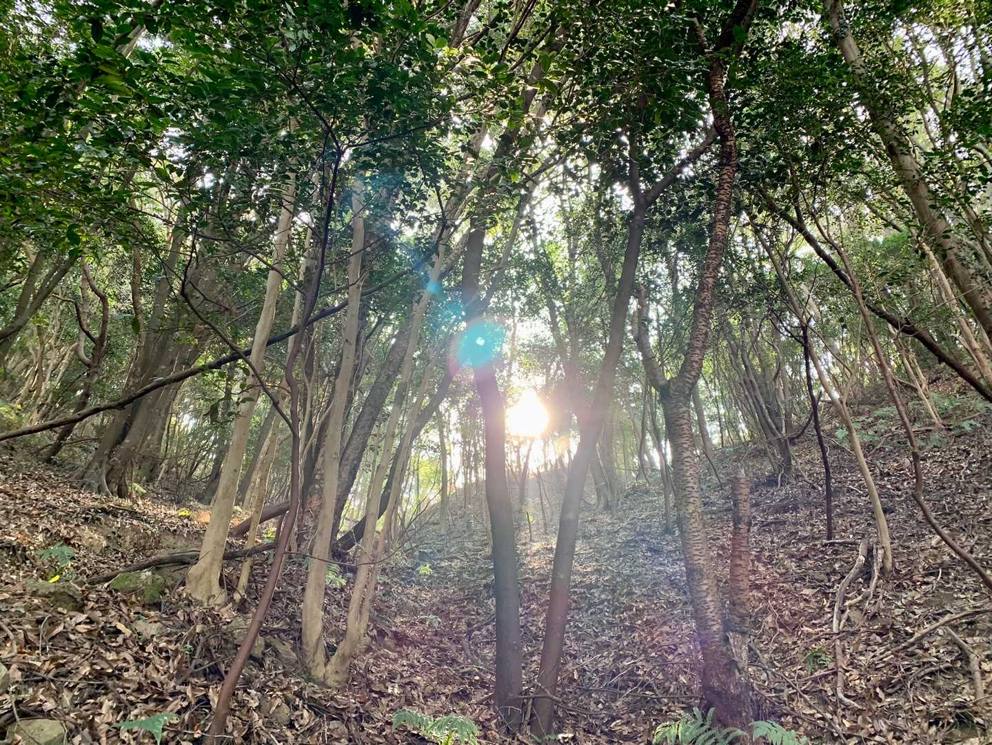 太華山-牧ヶ岳-水谷山 周回コースの写真