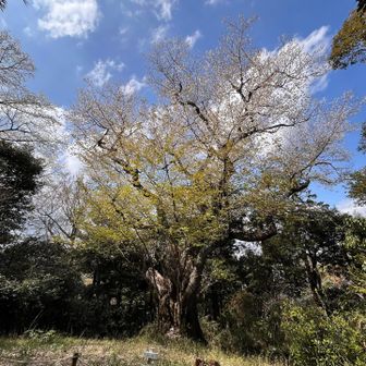 大桜全体
立派です