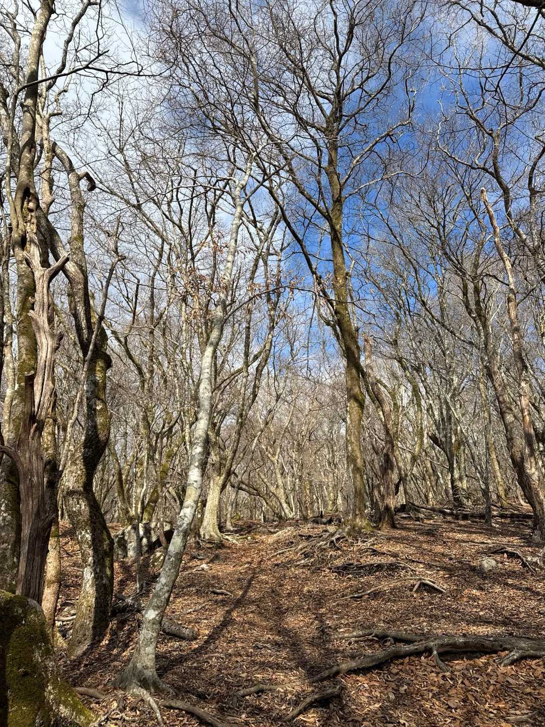 落葉🍂しきった樹林帯も綺麗です♪