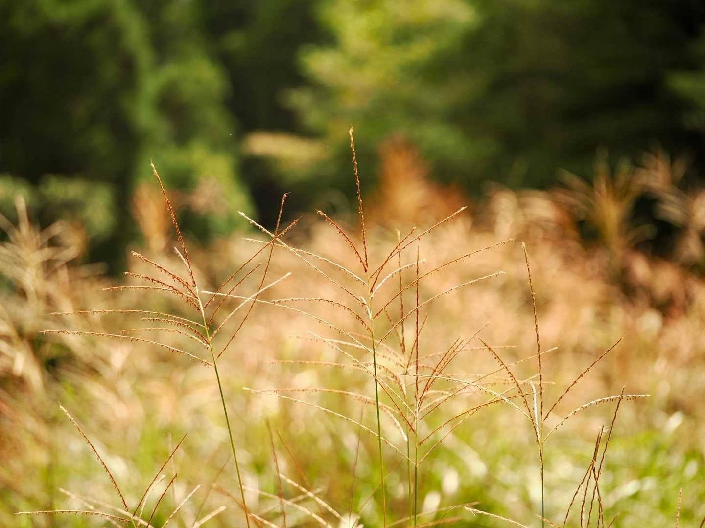 いつの間にか季節はすっかり秋でござんす🍂