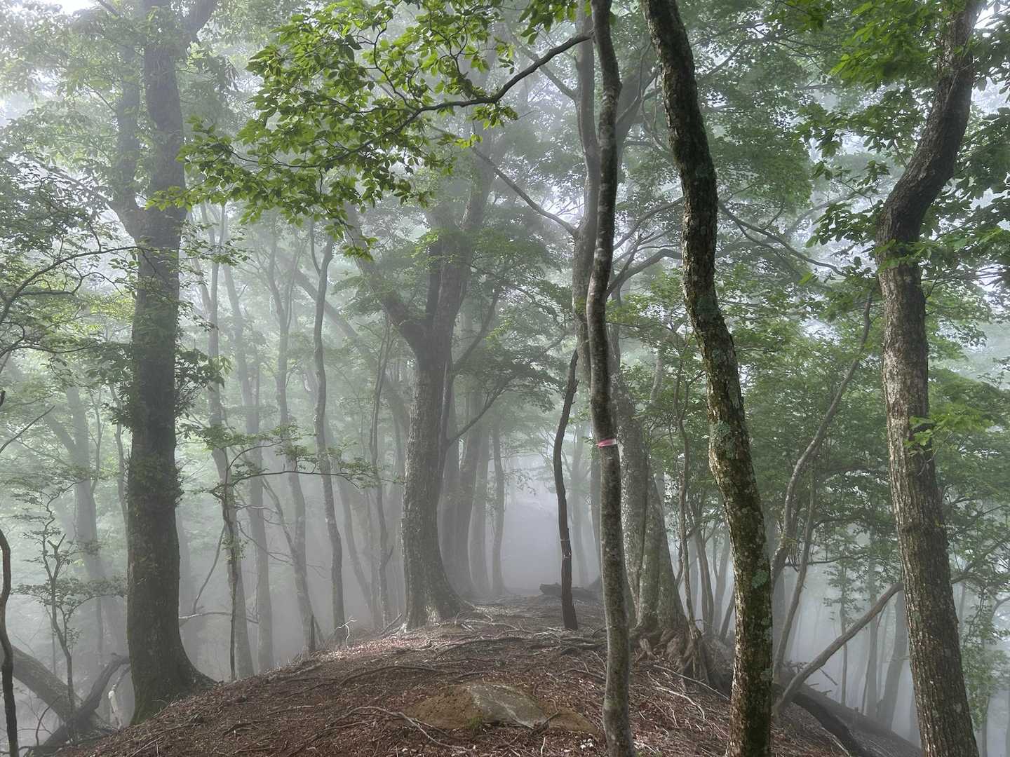 尾根に出ると緩やかになる
ミストが濃い