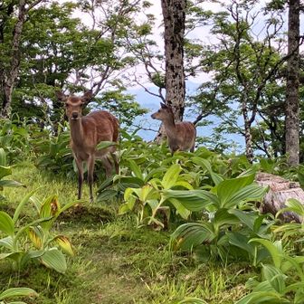 鹿の親子に遭遇。