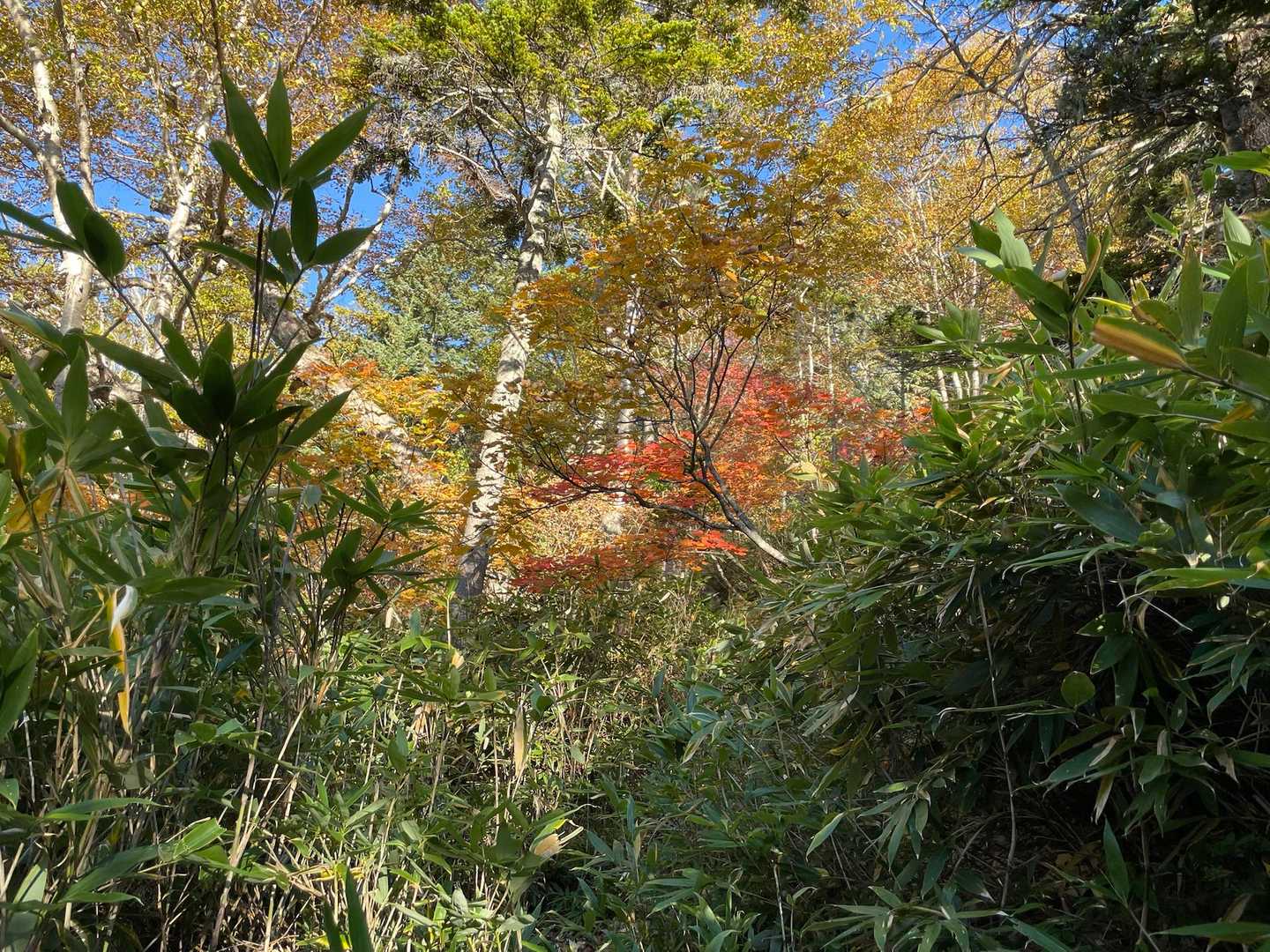 青空に🍁が綺麗です😍