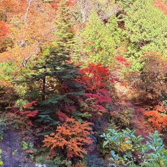 見頃です🍁🍁🍁
