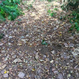 実は舗装路と山道の境目