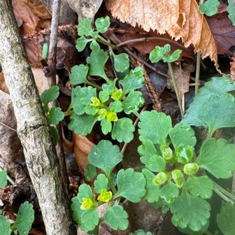 ムカゴネコノメ