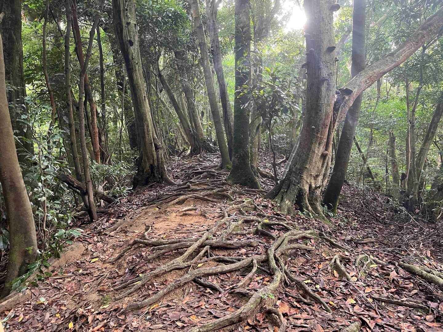 真名子登山口-二丈岳 周回コースの写真