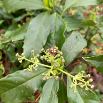 アオキの雄花フォロワーさんのレポで雄花と雌花がある事を知りました🧐