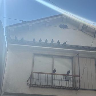 鳩がたくさん。