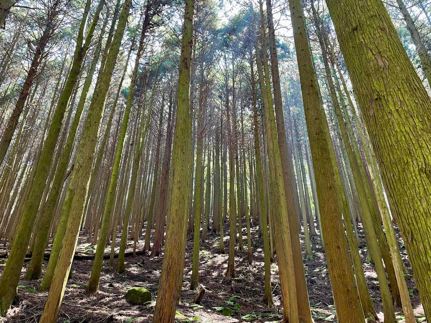 高山バス停-戸知山登山口-戸知山 往復コースの写真