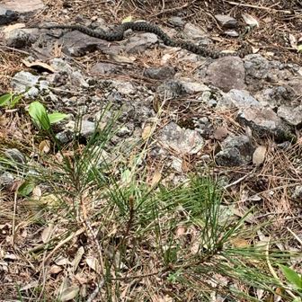 ヤマカガシと遭遇
山には結構行ってるけど蛇には
あまり会わない
石をふつけても動かない
死んでる？
首が動いた？死んでる顔じゃない
毒蛇だから遠巻きに迂回