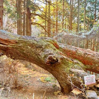 コナラの巨樹 パワーを頂きました✨