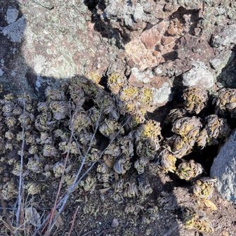このミニキャベツみたいなのがそこらじゅうに生えてるの、復活草って名前らしいと
山友さんに教えてもらう🔍👀

✴︎以下抜粋✴︎

テマリカタヒバは、フッカツソウ（復活草）、ジェリコのバラ（ジェリコの薔薇）ともいいます。 
日本にもあるイワヒバの仲間で、メキシコ付近の雨季、乾季のはっきりした土地に生きる植物です。
