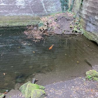 錦鯉くん今日も健在🐟