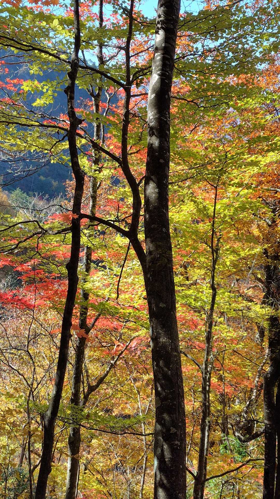 紅葉の道がず〜っと続きます