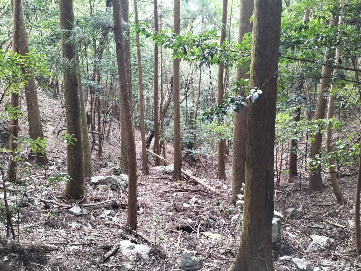 いやしの道とは名ばかり😱
目印のテープはありますが、結構急な下りが続くうえに小石が多くて歩きにくく、蜘蛛の巣にも数回直撃😭