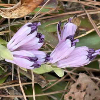 ショウジョウバカマ
