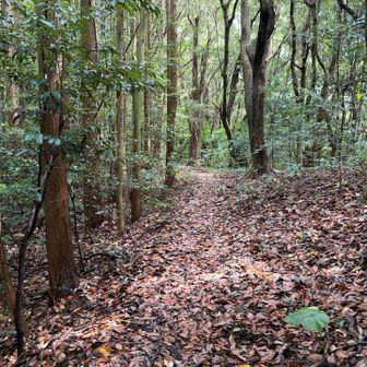 登山道はこんな感じ。普通の樹林帯
