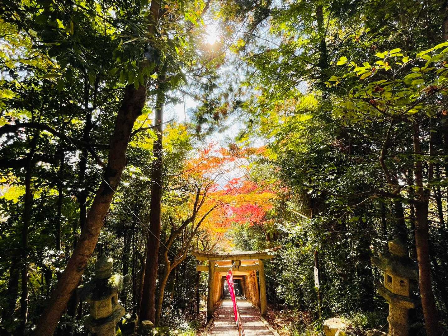 阿賀神社-太郎坊山 往復コースの写真