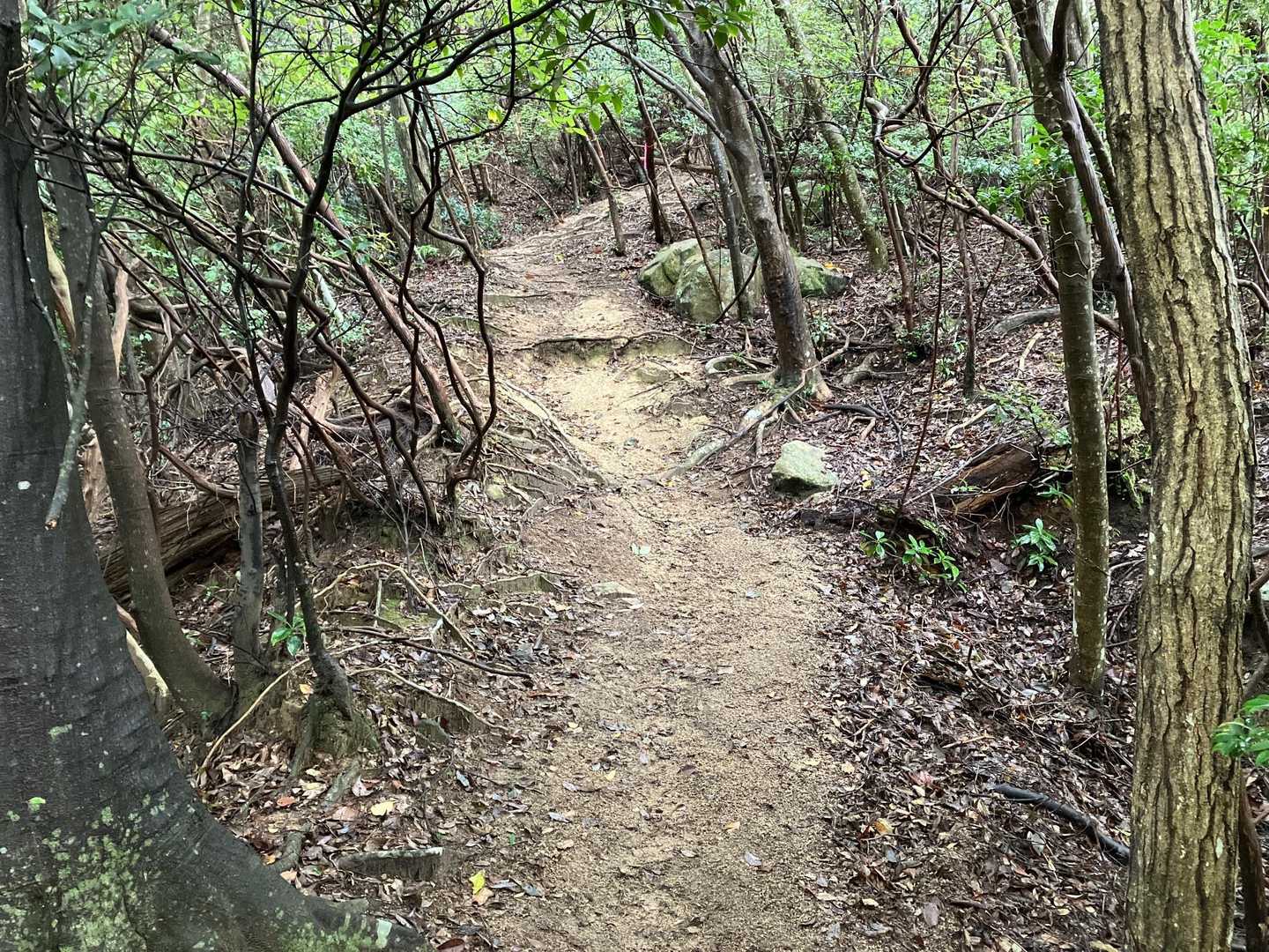 瀬野西方面からの道と合流。
ここから高城山までの道が素晴らしかったです👏落葉が掃かれています。柴さんありがとうございます😊