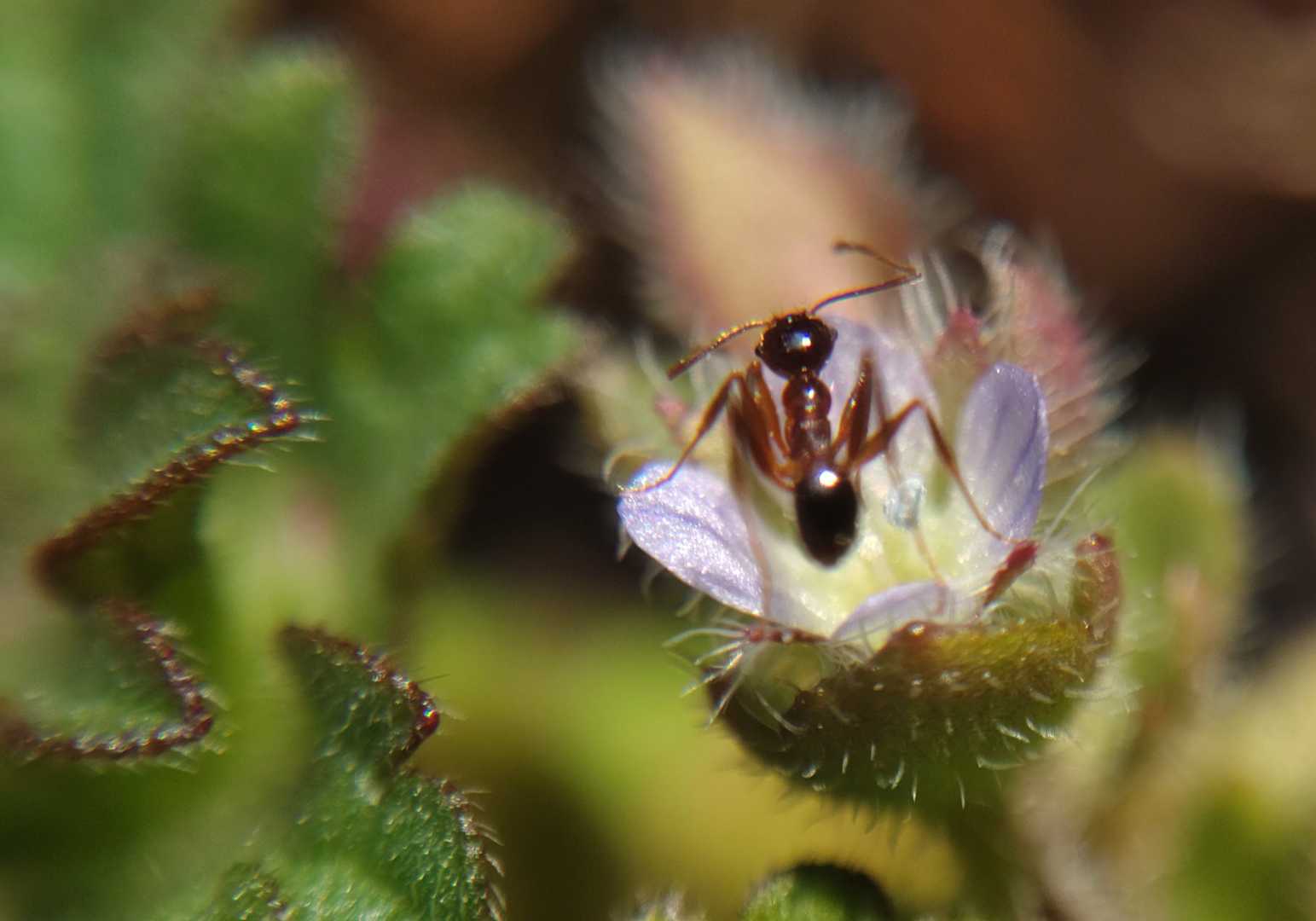 フラサバソウでお食事中➰🐜💠