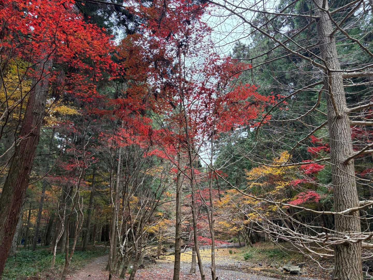 本宮山 往復コースの写真