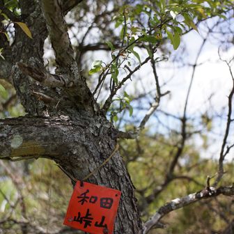 控えめな山頂標識　
こちらは南峰