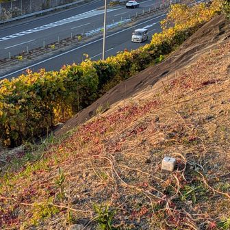 胡宮神社の🚻裏は名神高速道路でした!右上パトカー走り過ぎるー