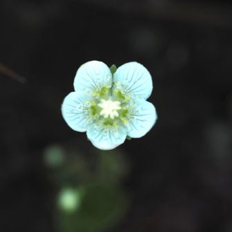 やっぱり😊
今日の目的のウメバチソウでした💕