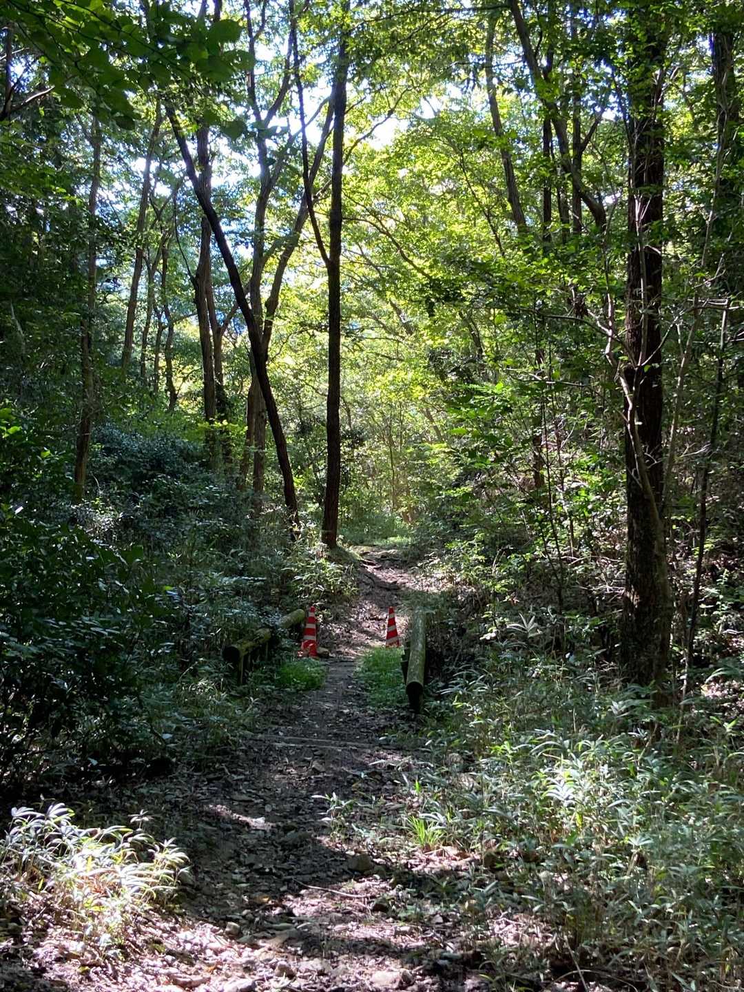 龍ノ口山登山口-龍ノ口八幡宮 往復コースの写真