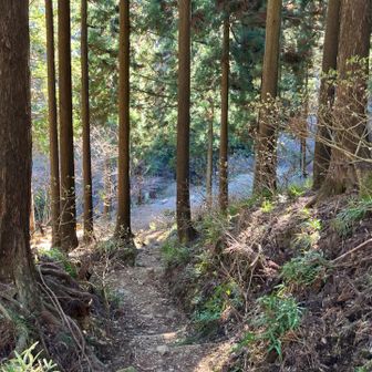 ミツマタの群生地。白い蕾？なような状態でした。
春先に花をつけたらまた見に来ます。
