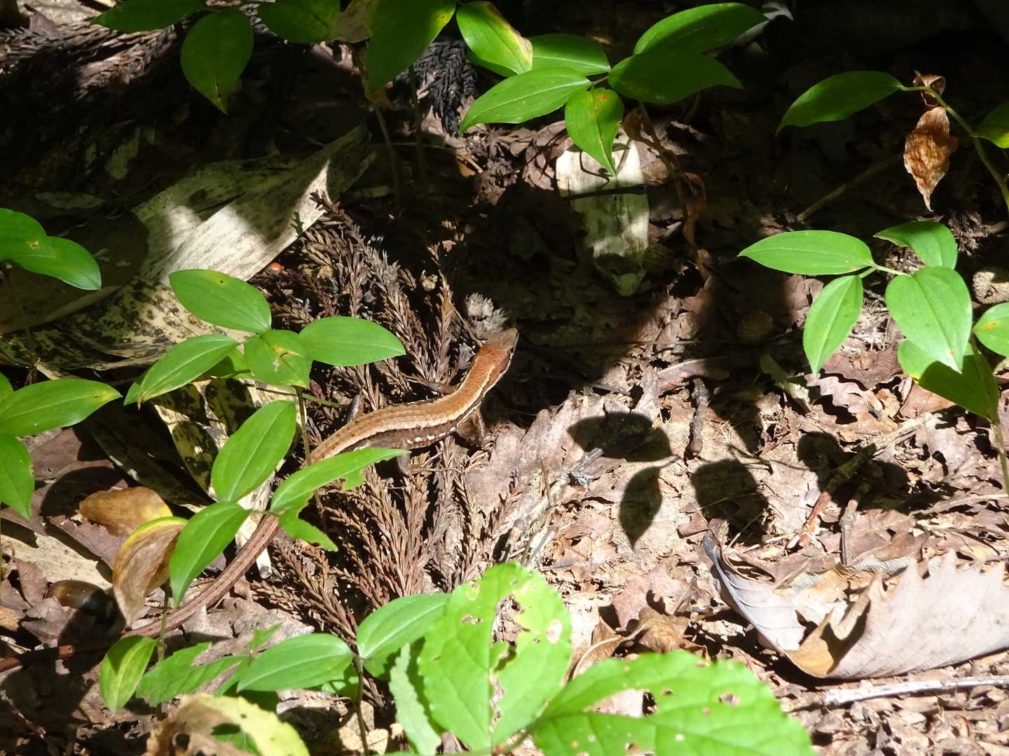 日向ぼっこしてました🦎