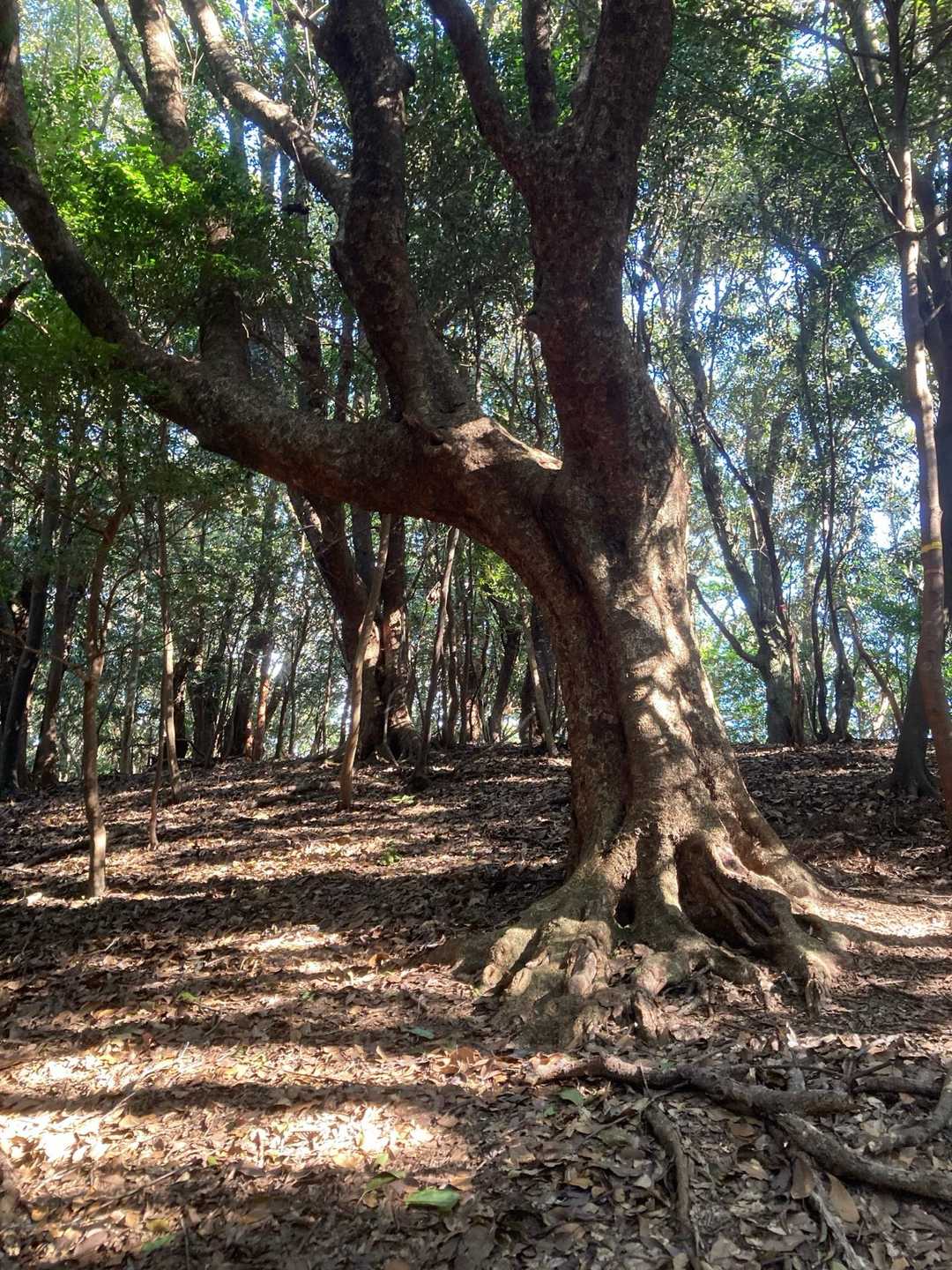 天の岩戸-逢坂峠-逢坂山 往復コースの写真