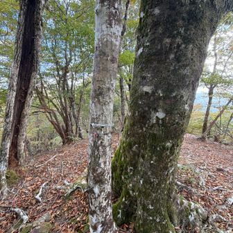大熊の頭   針金だけが残り、標識が無い…ここは、迷岳、白倉山、庵の谷と三方向からの合流点です⚠️