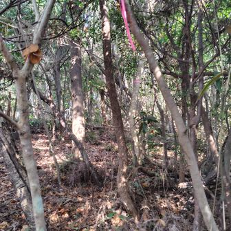 通れないわけじゃないし、難しいわけでも、間違ってるわけでもない、
ただ、伸びた樹木や細い倒木が絶妙に進む先を邪魔してきます。